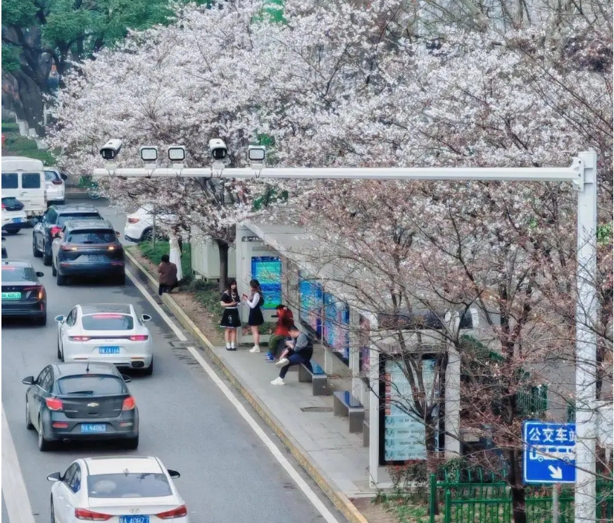 最美樱花站台——武汉候车亭，候